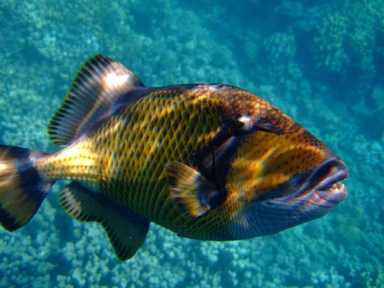 Pictures Of Triggerfish - Free Triggerfish pictures 